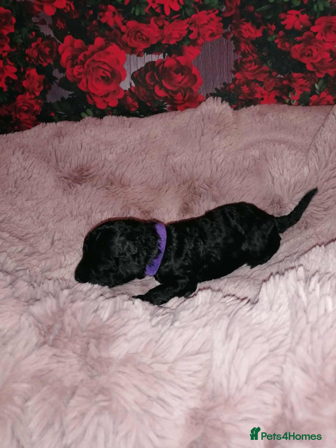 Cavapoo dogs for sale: Exceptional Cavapoo babies  - Image 16