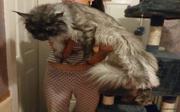 Maine Coon cats for stud: Amazing Russian Import For STUD in Sheffield - Image 5