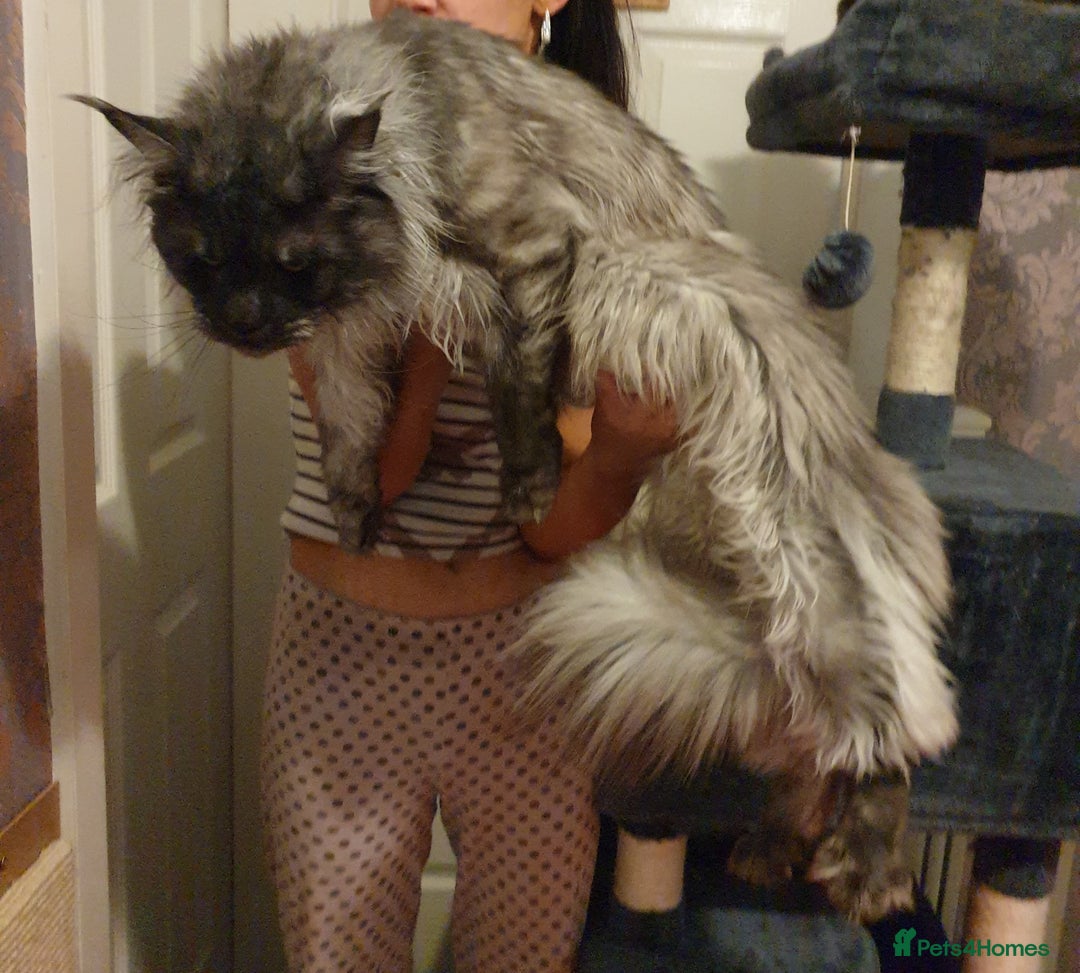 Maine Coon cats for stud: Amazing Russian Import For STUD in Sheffield - Image 5