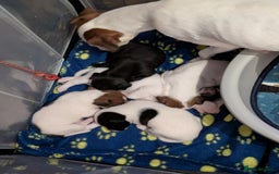 Mixed Breed dogs for sale: F1 jackcain  - Advert 19