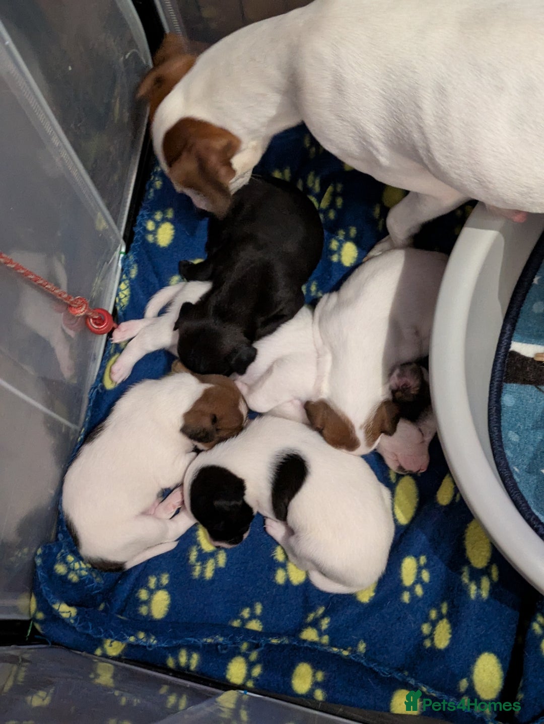 Mixed Breed dogs for sale: F1 jackcain  - Advert 19