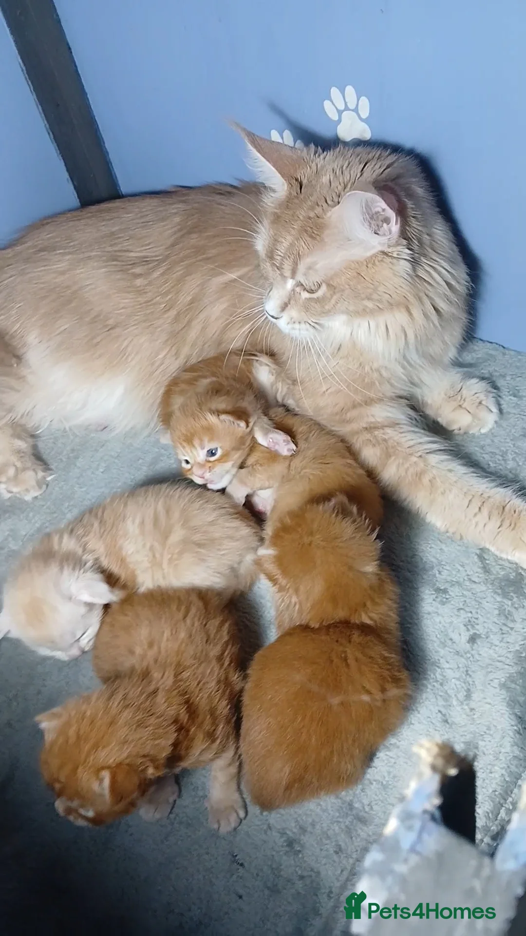 Maine Coon cats for sale: Sweet and Beautiful Pure Breed Maine Coon Kittens - Advert 16