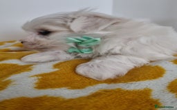 Maltese dogs for sale: Maltese pure breed 3xBoys ready on 14 December  - Advert 7