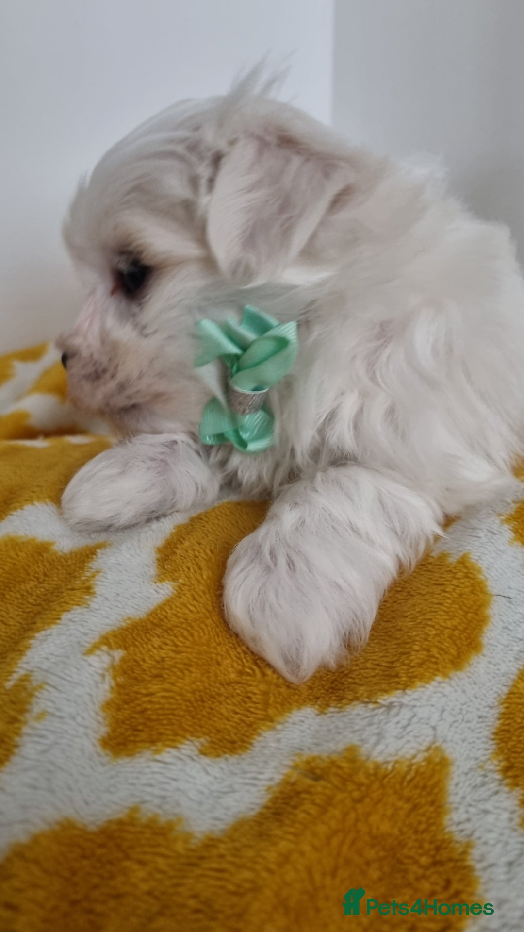 Maltese dogs for sale: Maltese pure breed 3xBoys ready on 14 December  - Advert 7