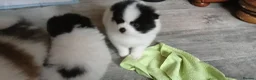 Pomeranian dogs for sale: pomeranian puppies  forsale - Advert 5