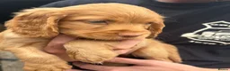 Cocker Spaniel dogs for sale: Beautiful cocker spaniels - Advert 10