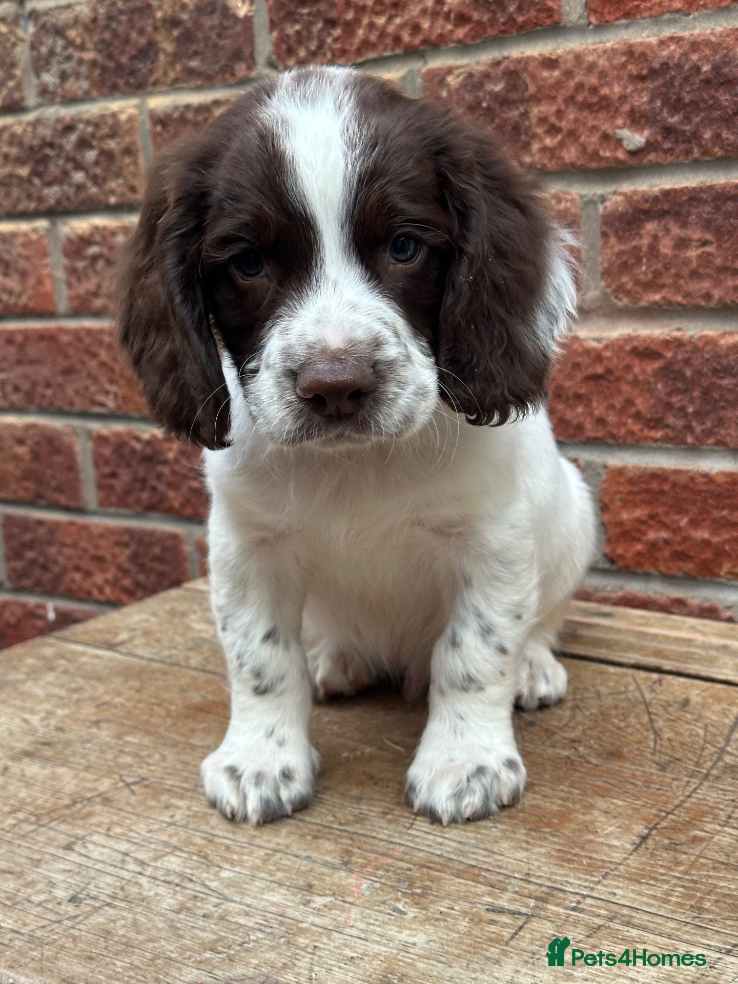 English Springer Spaniel dogs KC registered springer spaniels ready now. - Advert 1