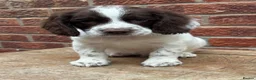 English Springer Spaniel dogs for sale: KC registered springer spaniels ready now. - Advert 1