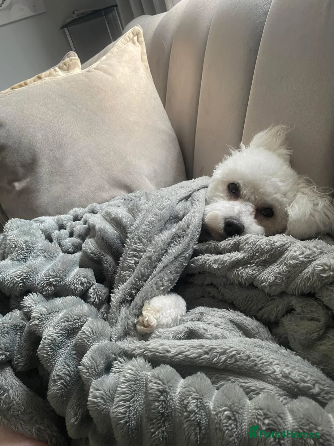 Bichon Frise dogs for sale: Bichon frise pups - Advert 1