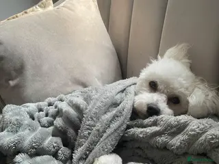 Bichon Frise dogs Bichon frise pups - Advert 8