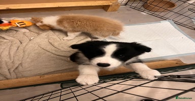Border Collie dogs - Advert 10