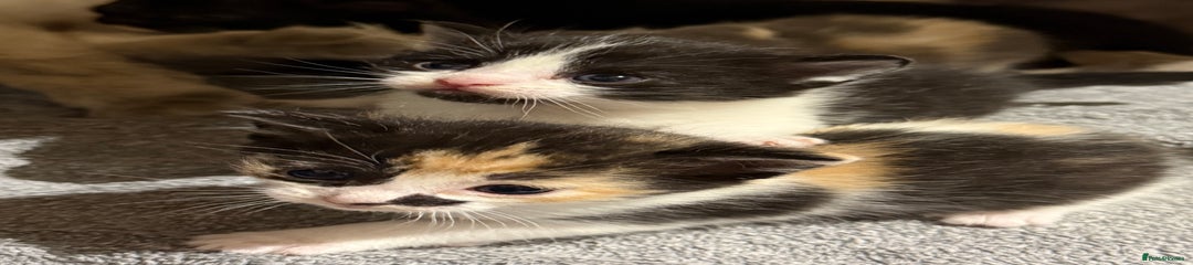 Ragdoll Kitten 4