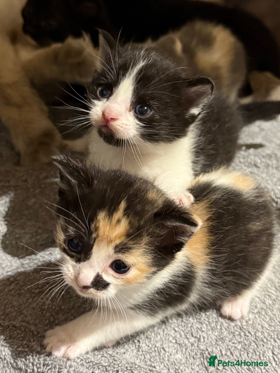 Ragdoll cats for sale: Ragdoll Cross Kittens for sale  - Image 9