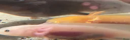 Axolotl reptiles for sale: Axolotl - Advert 5