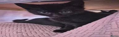 Mixed Breed Kitten 1