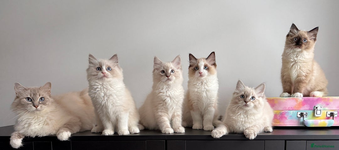 Ragdoll cats for sale: Ready to leave!!😻 Beautiful GCCF Boy Kittens - Image 11