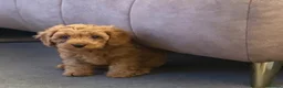 Cavapoo dogs for sale: Fox red cavapoo cuties  in Dartford - Advert 6