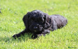 Cockapoo dogs for sale: F1 Cockapoo puppies for sale  - Image 19