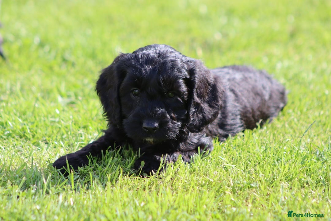 Cockapoo dogs for sale: F1 Cockapoo puppies for sale  - Image 19