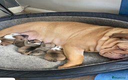 English Bulldog dogs for sale: English bulldog 3 generations kc bloodline  - Image 10