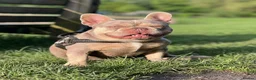 French Bulldog dogs for sale: Platinum French Bulldog Puppy - Advert 9