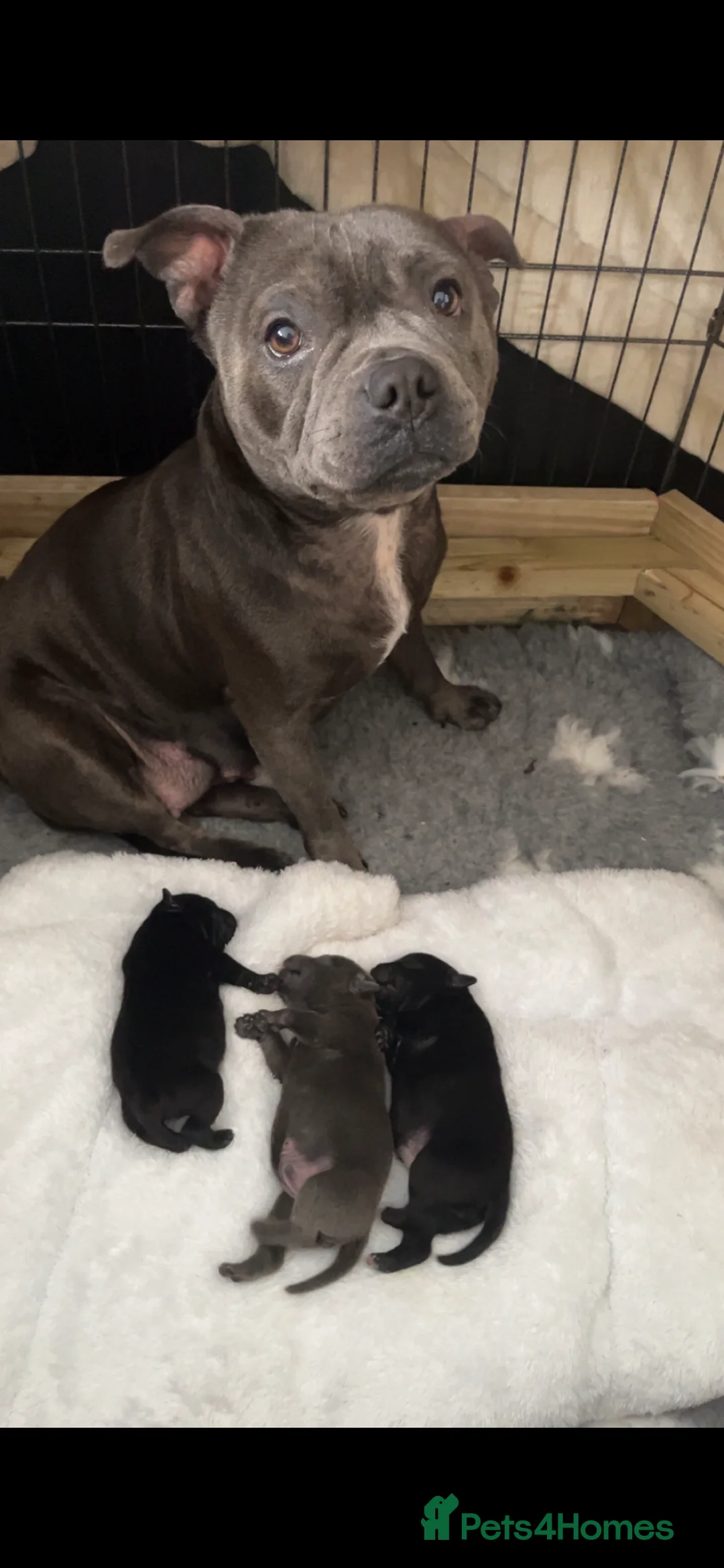 Staffordshire Bull Terrier dogs for sale: KC registered Staffordshire bull terrier puppy  - Advert 2