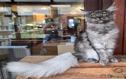 Maine Coon cats for sale: Black Smoke - Image 1