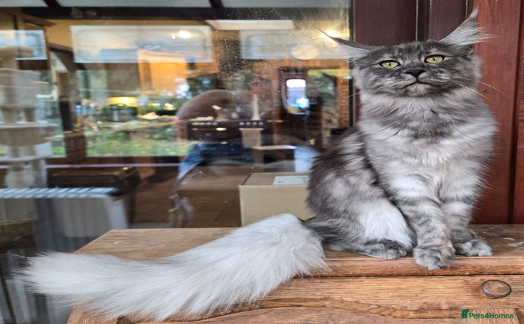 Maine Coon cats - Advert 3