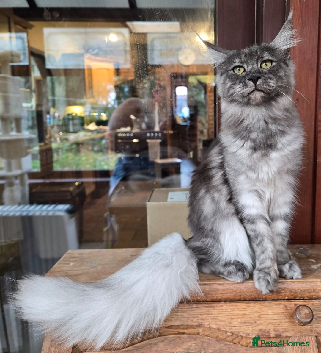 Maine Coon cats for sale: Black Smoke - Image 1