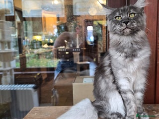 Maine Coon cats - Advert 22