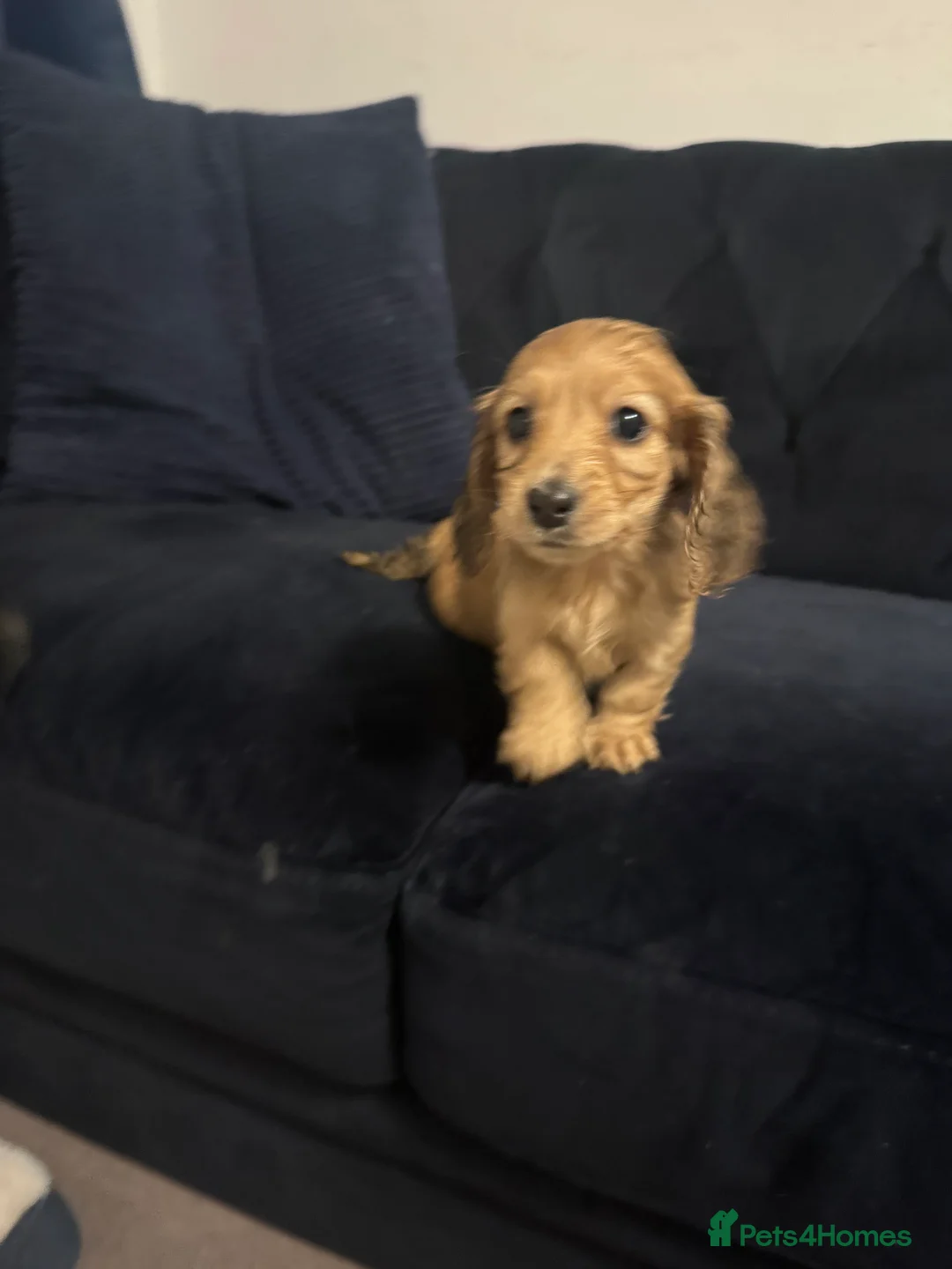 Miniature Dachshund dogs for sale: KC MINIATURE LONG HAIR PUPPYS, CREAM/BLACK & CREAM - Advert 4