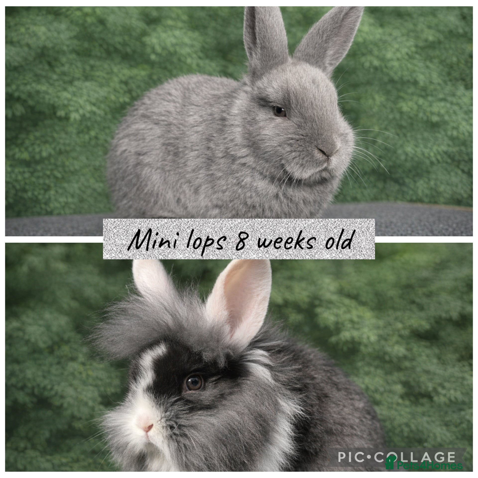 Mini Lop rabbits Beautiful mini lop baby rabbits 8 weeks old  - Advert 2