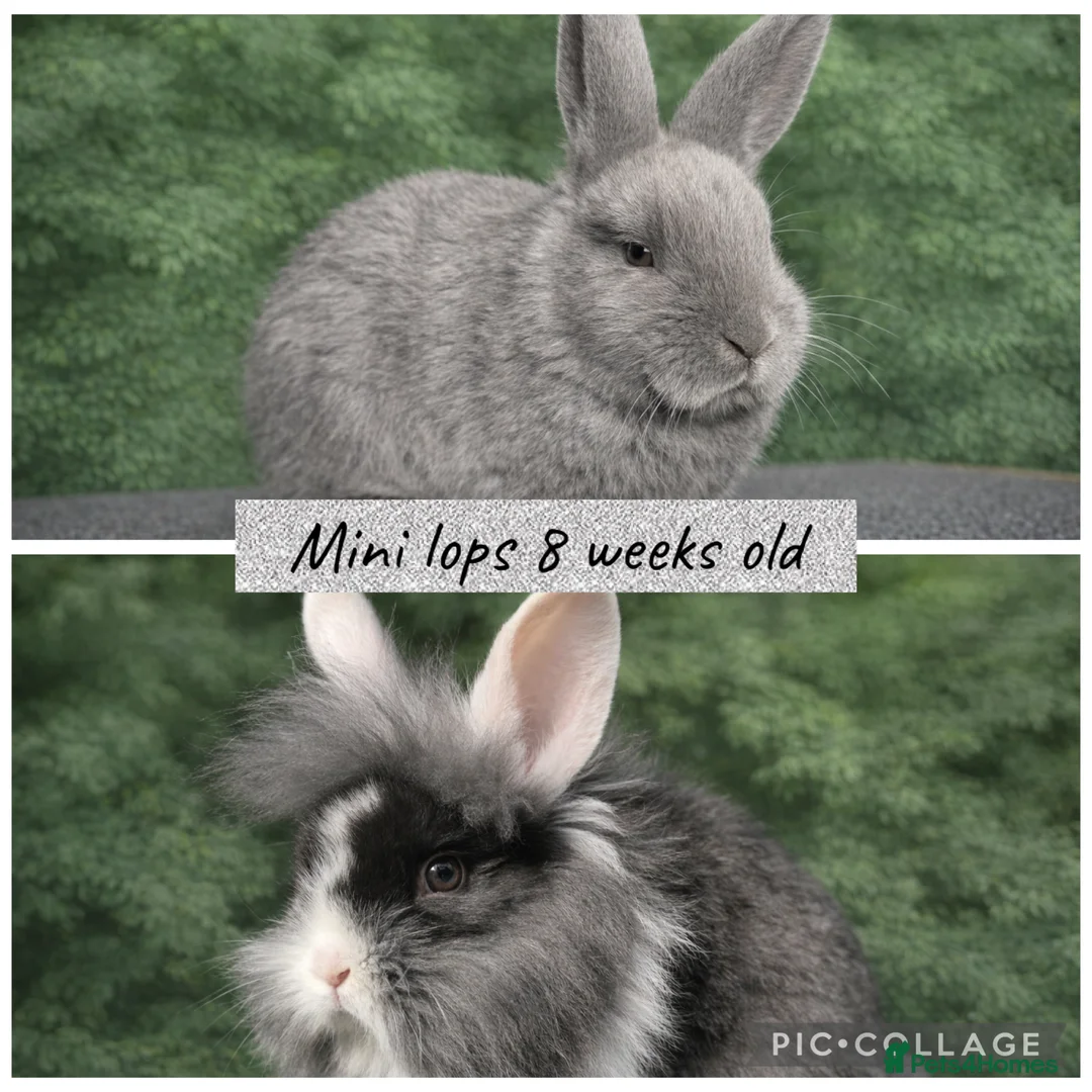 Mini Lop rabbits for sale: Beautiful mini lop baby rabbits 8 weeks old  - Advert 1