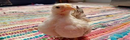 Chickens poultry for sale: Indoor Companion Chickens – Hand Tamed & Friendly - Advert 4