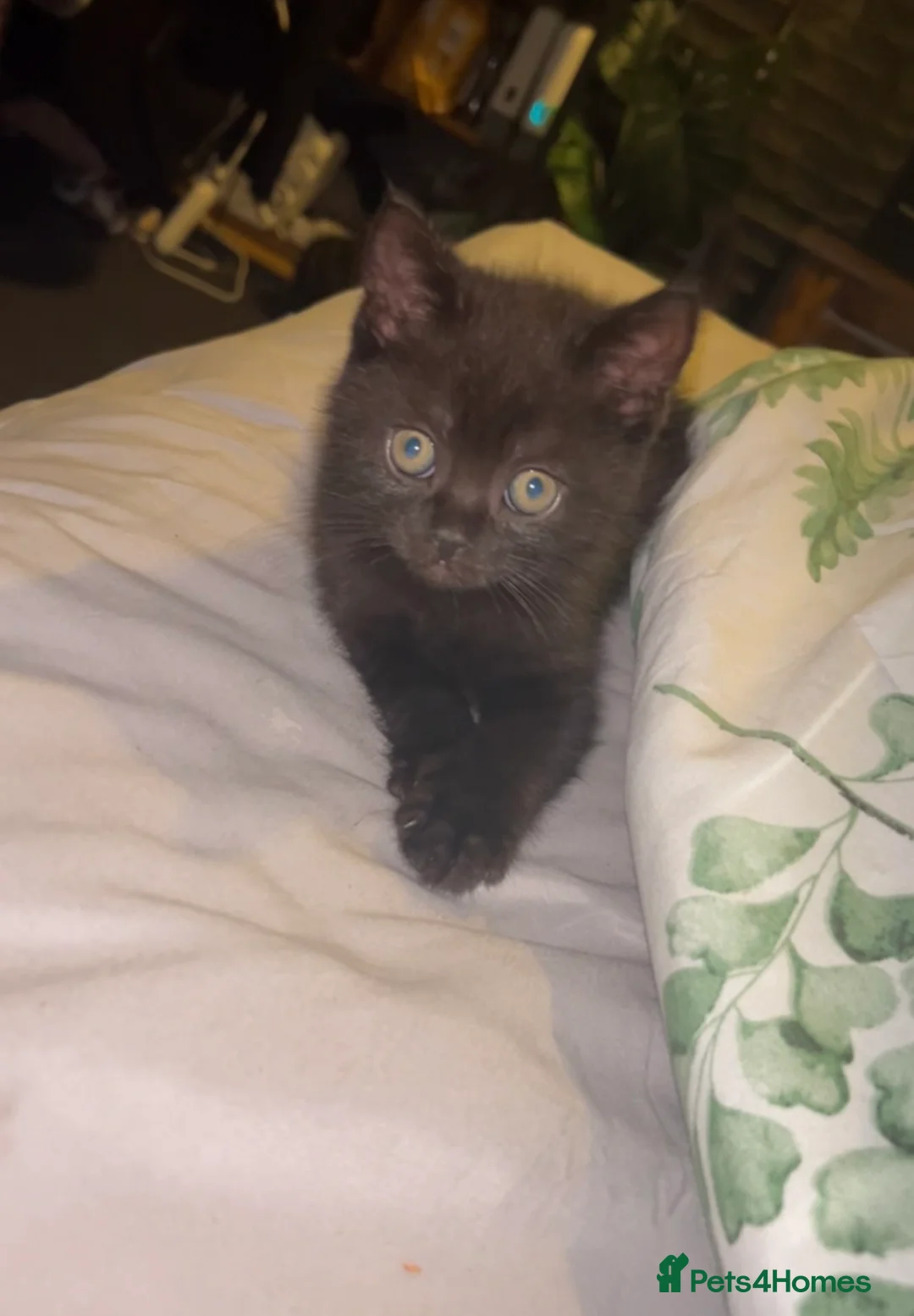 British Shorthair cats for sale: One beautiful boy left❤️ - Advert 2