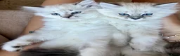 British Longhair cats for sale: British Longhair little kittens  - Advert 8
