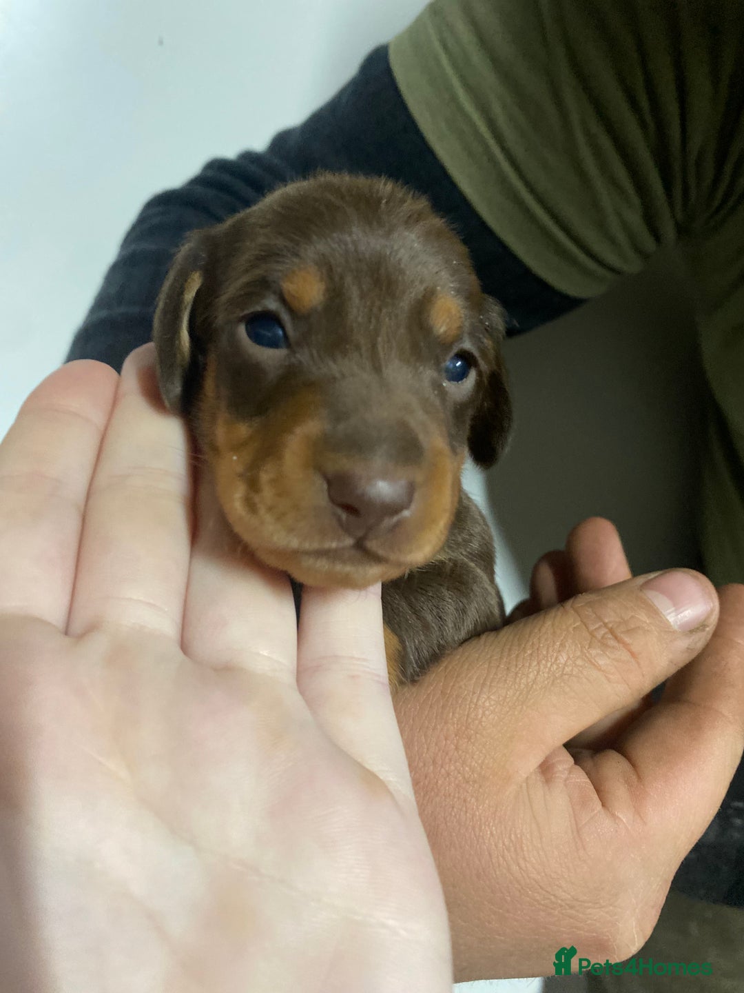 Miniature Dachshund dogs for sale: Miniature Dachshund puppies  - Advert 7