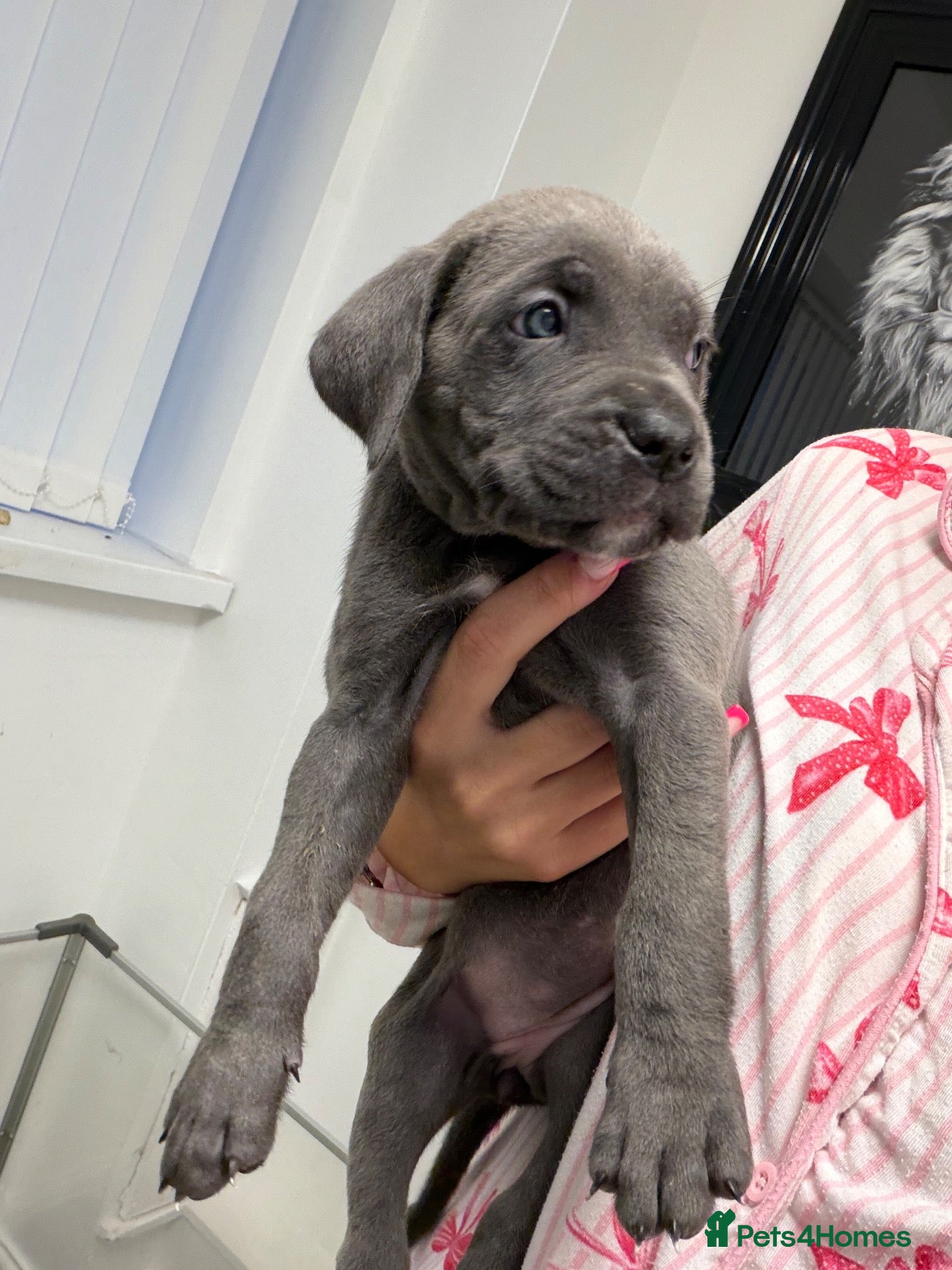Cane Corso dogs 5* cane corsos for sale !!  - Advert 2