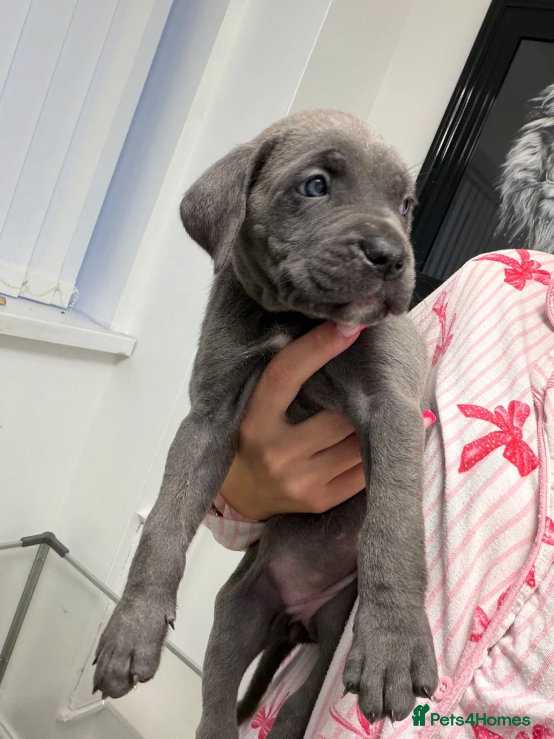 Cane Corso dogs for sale: 5* cane corsos for sale !!  - Advert 2