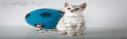 Bengal cats for sale: Rare Blue Snow Bengal Boy in Northampton - Advert 13