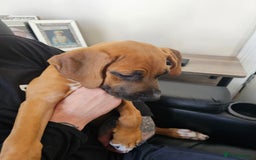 Boxer dogs for sale: Beautiful female boxer puppy  - Image 3