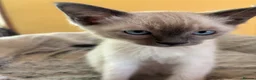 Tonkinese cats for sale: Exquisite Tonkdolls - Advert 17