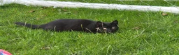 British Shorthair cats for sale:  British Cross Shorthair black Kittens - Advert 11