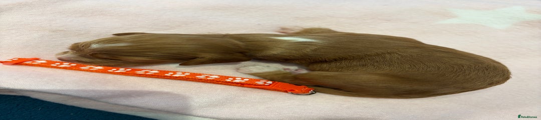 Puppy 5 - Orange Collar 