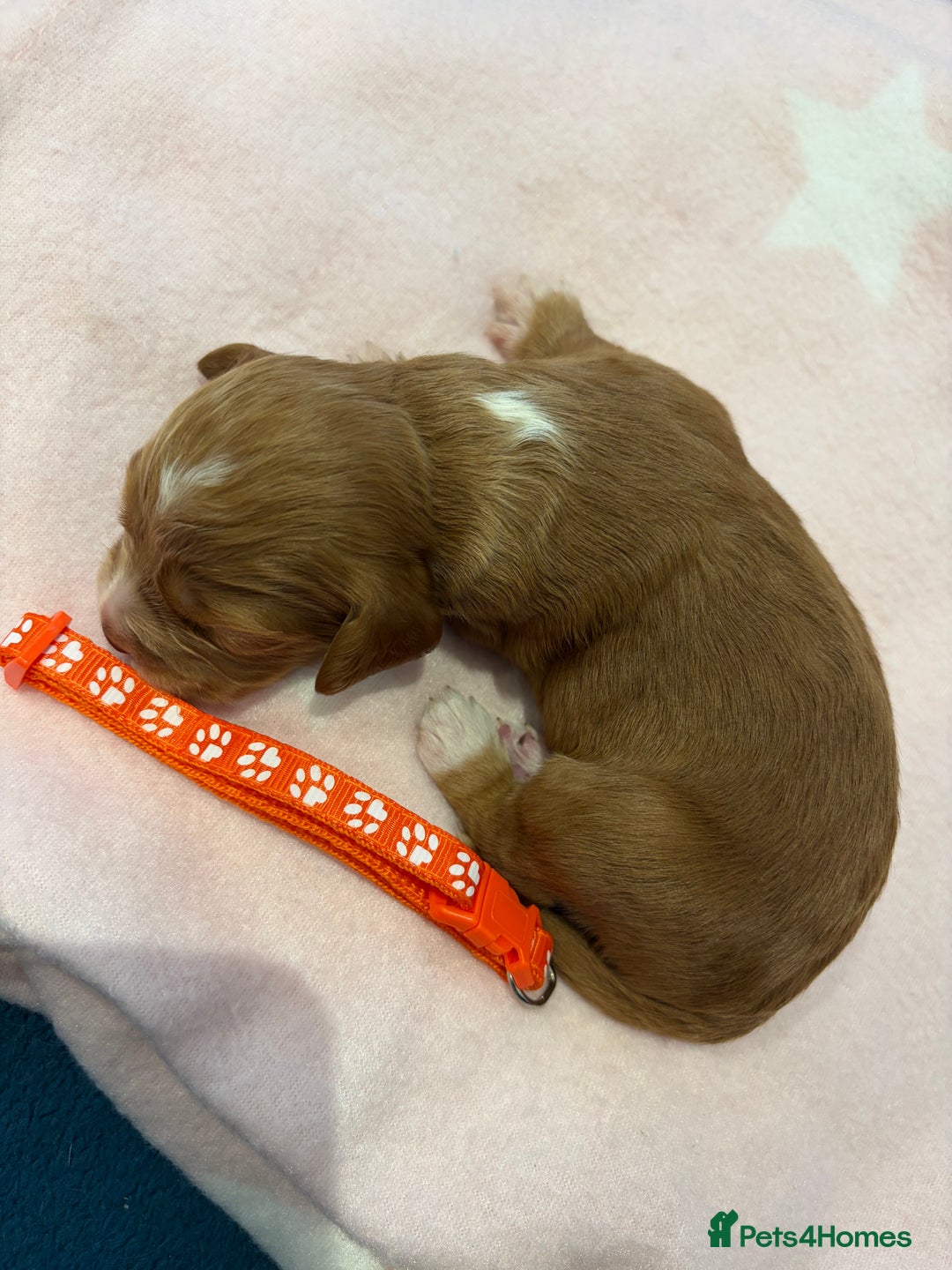 Cocker Spaniel dogs for sale: KC Registered Cocker Spaniel Puppies  - Image 7