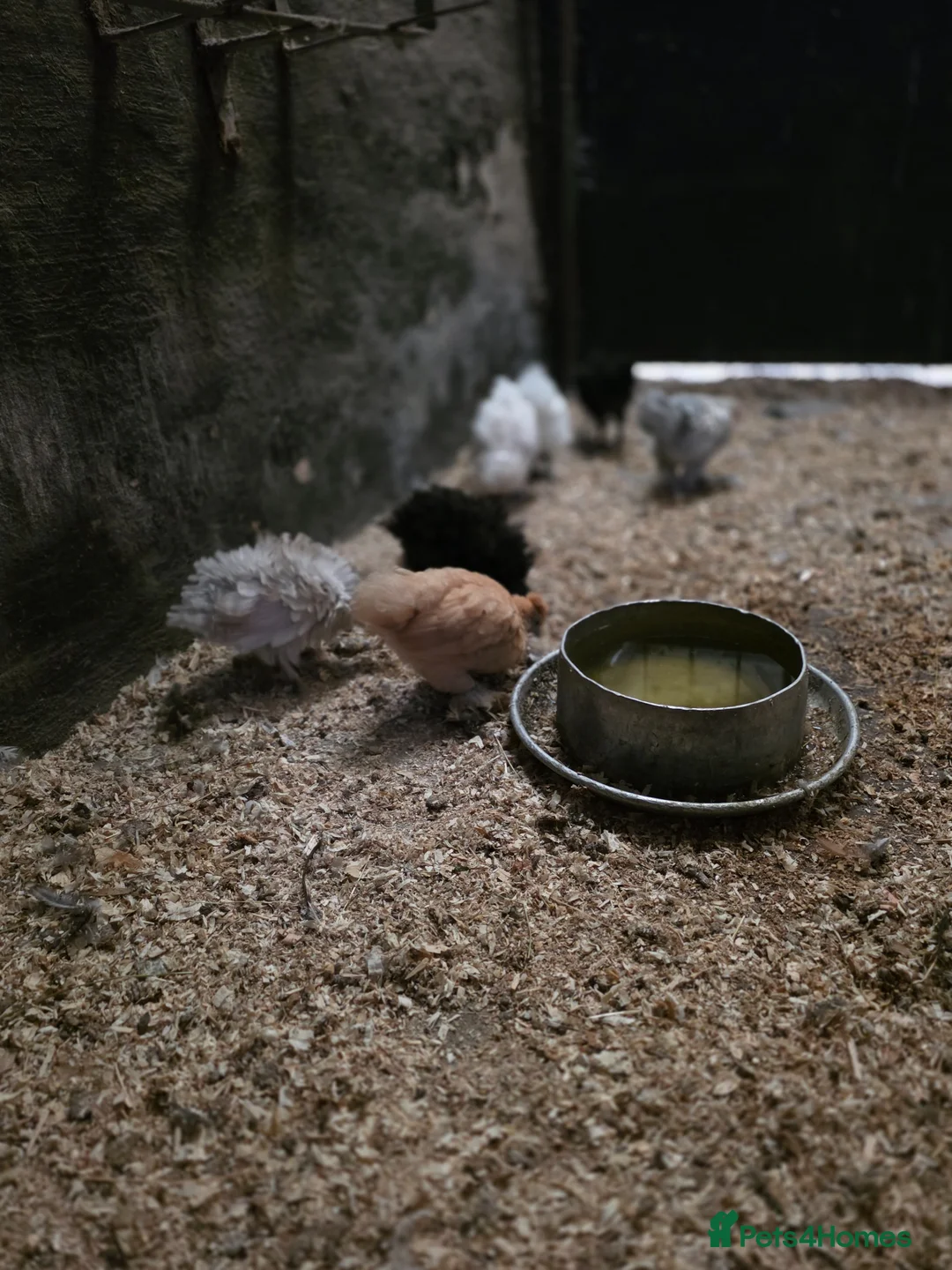Chickens poultry for sale: Whole flock needing a home - Advert 3
