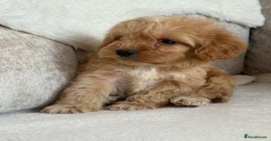 Cockapoo dogs - Advert 3