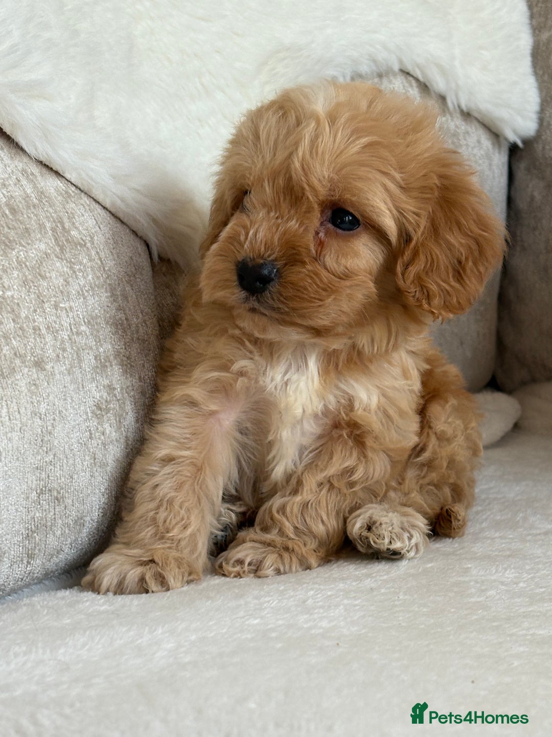 Cockapoo dogs for sale: F1 cockapoo puppies PRA TESTED - Image 3