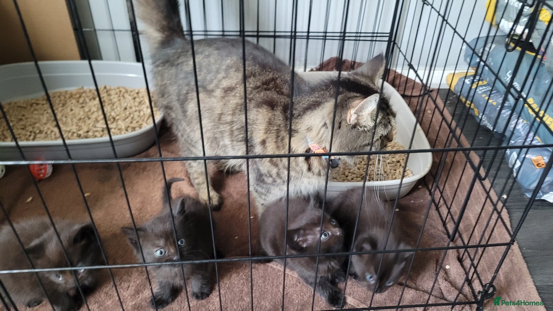 Mixed Breed cats for sale: 4 kittens available 3rd feb *2boys2girls* - Advert 6