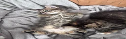 Mixed Breed cats for sale: 🐾 ✨ Kittens ready this weekend 🧡💛 - Advert 24